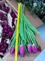 Тюльпаны фиолетовые Purple Flag